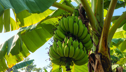bunch of raw green bananas attached with tree branch, banana tree