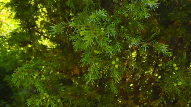 Close up view of green raw juniper berries on juniper tree branches during a sunny summer or autumn day at countryside. Orbiting around slowly.