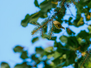 Goldcrest (Regulus regulus) perched on spruce branch
