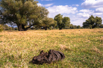 A detailed close-up of fresh cow dung on a pasture, highlighting natural decomposition and nutrient cycling in a sunlit rural landscape with trees.