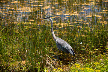 Close-up of a Great Blue Heron at the Everglades National Park, Florida
