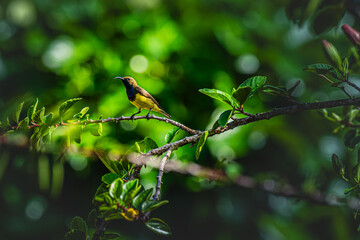 A golden hued sunbird rests gently beside a vivid hibiscus bloom, with radiant colors and soft textures creating a striking composition that celebrates tropical gardens and wildlife diversity.