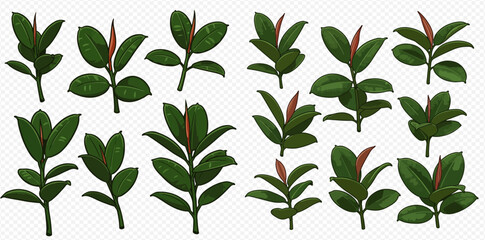 A collection of ficus elastica plant illustrations on a transparent background.