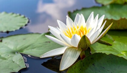 A serene close-up showcases a white water lily with a vibrant yellow center, floating on tranquil water among green lily pads
