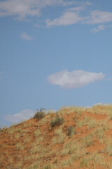 Tree growing on the side of a red dune in the Kalahari Desert