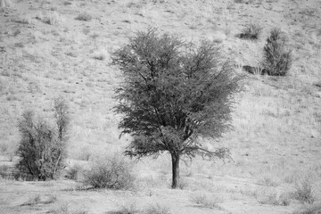 Tree growing on the side of a red dune in the Kalahari Desert