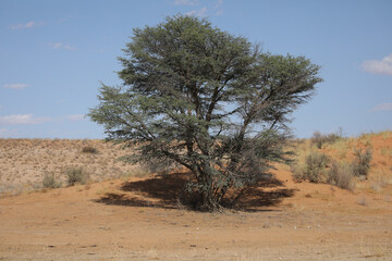 Obraz premium Tree growing on the side of a red dune in the Kalahari Desert