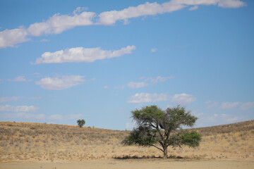 Naklejka premium Tree growing in the arid Kalahari Desert with a little cloud in the sky