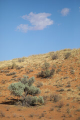 Tree growing in the arid Kalahari Desert with a little cloud in the sky