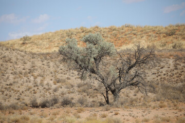 Tree growing in the arid Kalahari Desert with a little cloud in the sky