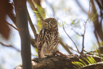 Pearl-spotted owlet hiding from the Kalahari Desert heat in a tree