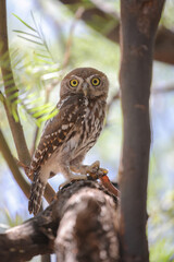 Pearl-spotted owlet hiding from the Kalahari Desert heat in a tree