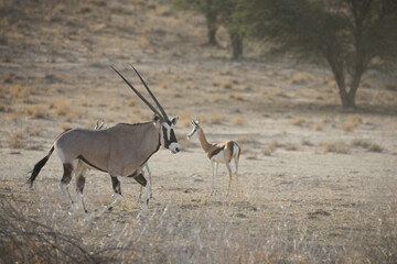 Naklejka premium Gemsbok in the arid Kalahari Desert as a dust storm blows through