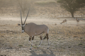 Fototapeta premium Gemsbok in the arid Kalahari Desert as a dust storm blows through