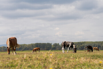 A herd of beautiful horses grazing peacefully on the lush pastures of Krcedinska Ada island, Serbia. An idyllic and serene scene of rural tranquility.