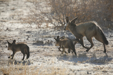 Family of bat-eared foxes moving away from their den t a new home