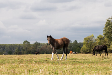 A herd of beautiful horses grazing peacefully on the lush pastures of Krcedinska Ada island, Serbia. An idyllic and serene scene of rural tranquility.