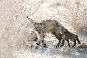 Family of bat-eared foxes moving away from their den t a new home