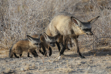 Family of bat-eared foxes moving away from their den t a new home