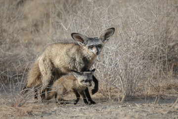 Family of bat-eared foxes moving away from their den t a new home