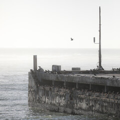 Cormorant flying over an old harbor jetty that is now a bird nesting colony