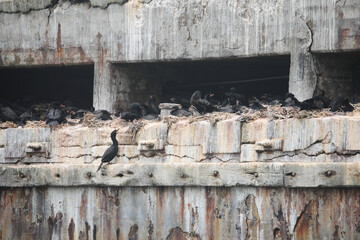 Nesting colony of crested cormorants on an old ocean harbor pier, Port Nolloth