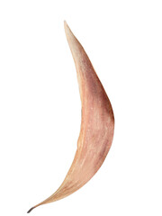 Dry leaf isolated on white background 