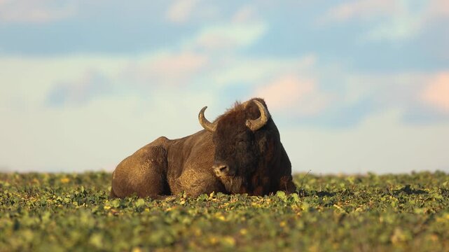 Mammals - wild nature European bison ( Bison bonasus ) Wisent bull sittnig on the autumn field sundown North Eastern part of Poland, Europe Knyszynska Primeval Forest