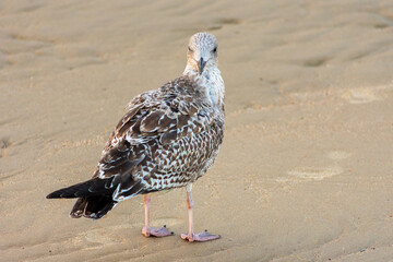 East Cliff Beach, Bournemouth, UK - September 22nd 2025: Herring Gull standing on the sandy beach.