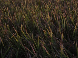 ricefield in the afternoon