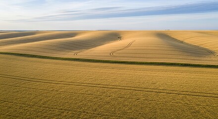 Naklejka premium Vast golden field under a bright sky