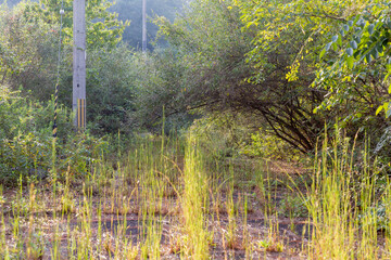 荒廃したアスファルトの道