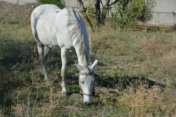 Nature, wildlife, the owner's white-grey horse grazing on a summer sandy meadow with dry large flowers and street grasses.