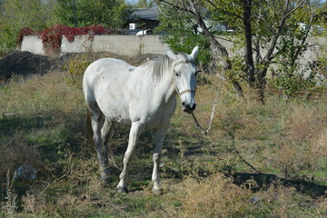 Nature, wildlife, the owner's white-grey horse grazing on a summer sandy meadow with dry large flowers and street grasses.