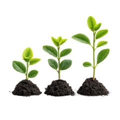 Growing Seedling Trio on White Background