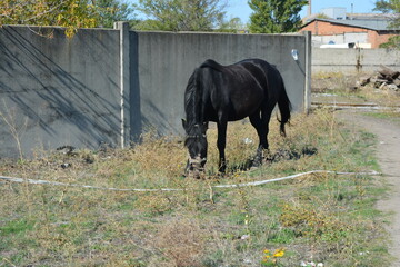 Nature, wildlife, the owner's black horse grazing on a summer sandy meadow with dry large flowers, street grasses against the backdrop of a gray-brown concrete fence and a bright blue sky.