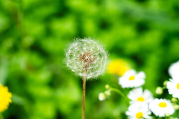 Dandelion seed flowers Taraxacum officinale. Dandelion on spring sunny day