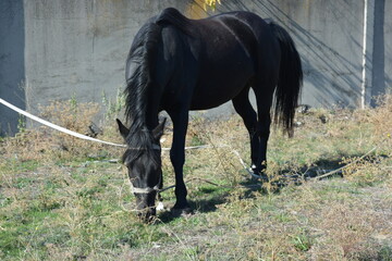 Nature, wildlife, the owner's black horse grazing on a summer sandy meadow with dry large flowers, street grasses against the backdrop of a gray-brown concrete fence and a bright blue sky.