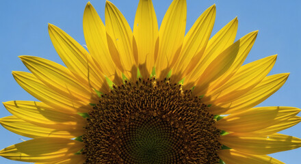 Sunflower Close-Up with Blue Sky Background