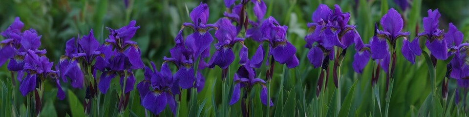 Vibrant purple iris flowers in bloom decorative natural floral background