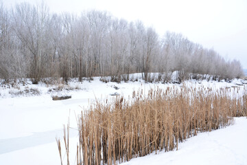 Winter River Landscape with Frosty Trees and Reeds