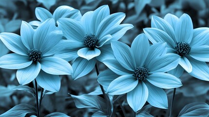 Elegant dahlia flowers in monochrome cyan color, floral beauty macro photography
