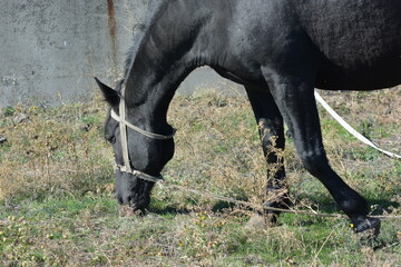 Nature, wildlife, the owner's black horse grazing on a summer sandy meadow with dry large flowers, street grasses against the backdrop of a gray-brown concrete fence and a bright blue sky.