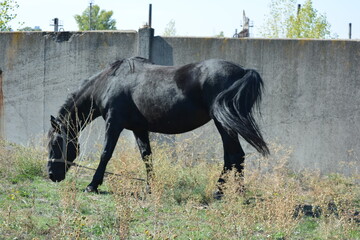 Nature, wildlife, the owner's black horse grazing on a summer sandy meadow with dry large flowers, street grasses against the backdrop of a gray-brown concrete fence and a bright blue sky.