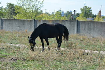 Nature, wildlife, the owner's black horse grazing on a summer sandy meadow with dry large flowers, street grasses against the backdrop of a gray-brown concrete fence and a bright blue sky.