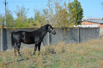 Nature, wildlife, the owner's black horse grazing on a summer sandy meadow with dry large flowers, street grasses against the backdrop of a gray-brown concrete fence and a bright blue sky.