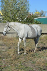 Nature, wildlife, the owner's white-grey horse grazing on a summer sandy meadow with dry large flowers and street grasses.