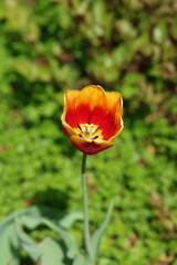 Fototapeta premium Tulip Tulipa gesneriana Red Macro