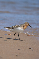 Sanderling Calidris alba on Beach