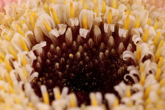 Pink Gerbera Daisy Gerbera jamesonii Bouquet Center Macro